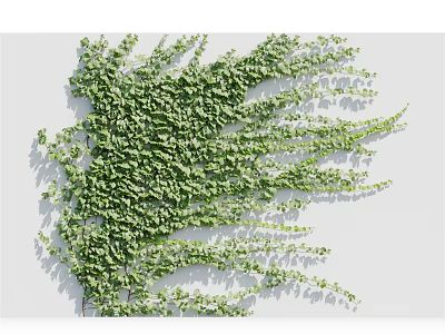 Lush Green Vines Climbing On White Wall With Dense Foliage And Natural Growth 3d model