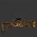 Aquatic Animal Shrimp With Long Claws Antennae And Detailed Body Structure On Dark Background