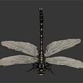 Close Up View Of Dragonfly With White Wings Black Body And Yellow Red Head