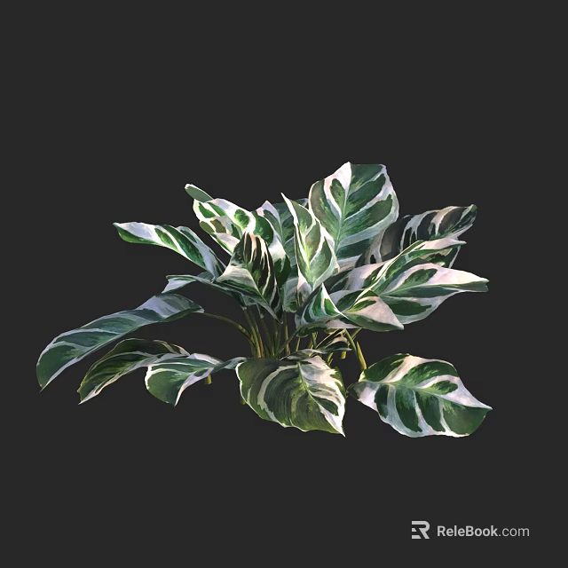 Green and White Striped Leaves of Tropical Plant on Black Background 3d model 