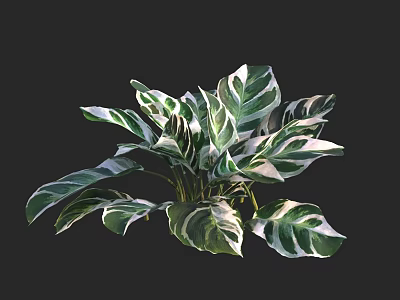 Green and White Striped Leaves of Tropical Plant on Black Background 3d model