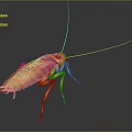 Orange Cockroach With Long Antennae And Detailed Body On Dark Background