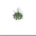 Vibrant Green Plant With Blue Flowers And Heart Shaped Variegated Leaves