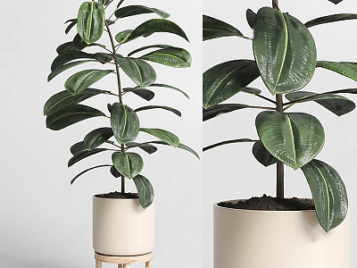 Modern Potted Plant model