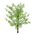 Tree 3d model