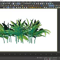 Green Shrub With Lush Green Foliage And Healthy Leaves For Outdoor Decoration