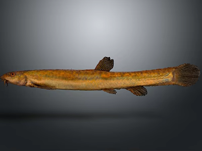Elongated Brownish Yellow Spotted Fish With Red Eyes Fins Tail And Whiskers 3d model