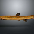 Elongated Brownish Yellow Spotted Fish With Red Eyes Fins Tail And Whiskers