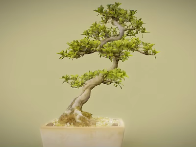 Artistic Bonsai Tree with Curved Trunk Green Leaves and Mossy Roots in Square Pot 3d model