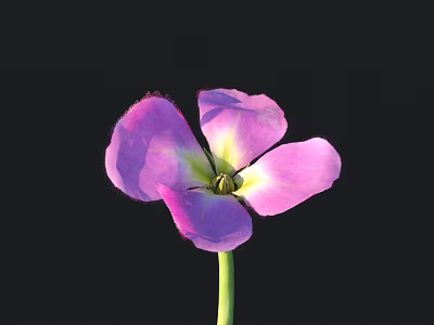 Beautiful Purple And Pink Flower With Green Stem Against Black Background 3d model