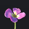 Beautiful Purple And Pink Flower With Green Stem Against Black Background