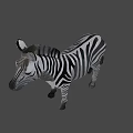 Realistic Standing Zebra Model With Detailed Black White Stripes And Lifelike Features