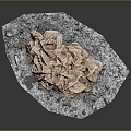 Orange Brown Coral Aquatic Animal Display on Gray Natural Base Surface
