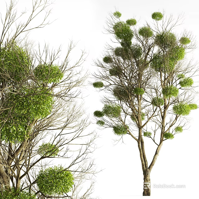 Green Leafy Trees with Dense Foliage and Natural Branch Structure 3d model