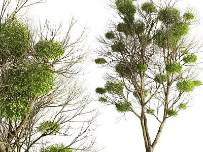 Green Leafy Trees with Dense Foliage and Natural Branch Structure 3d model