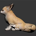 Cute Fennec Fox With Large Ears And Tan Fur Sitting On Dark Surface With Reflection 3d model