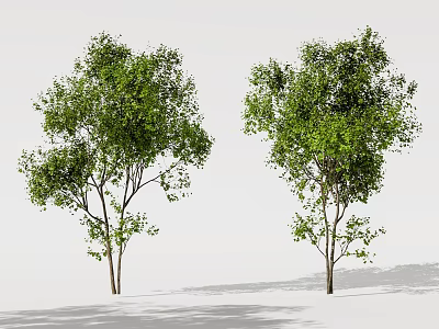 Modern landscape trees, street trees, big trees 3d model