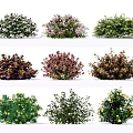 Different Types of Colorful Flowering Shrubs with Varied Foliage and Blooms