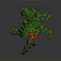 Healthy Tomato Plant with Green Stem Leaves and Red Ripe Tomatoes on Gray Background