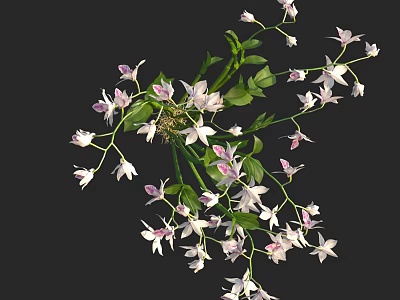 Elegant Decorative Vase With White And Pink Orchid Flowers And Fresh Green Leaves 3d model
