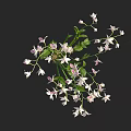 Elegant Decorative Vase With White And Pink Orchid Flowers And Fresh Green Leaves