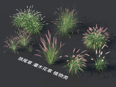 Different Ornamental Wolf Tail Grass and Shrub Flowers Plant Types 3d model