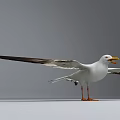 Flying Seagull with Wings Spread Yellow Beak and Orange Feet Against Gray Background