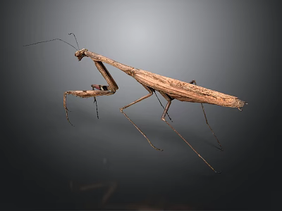 Brown Praying Mantis With Long Legs On Dark Background Close Up View 3d model