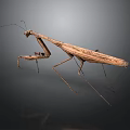 Brown Praying Mantis With Long Legs On Dark Background Close Up View 3d model