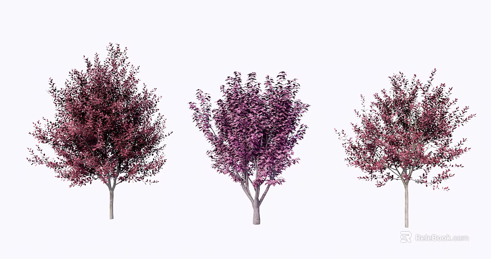 Three Ornamental Arbor Varieties With Red Purple Foliage And Unique Shapes 3d model 