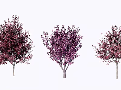 Three Ornamental Arbor Varieties With Red Purple Foliage And Unique Shapes 3d model