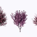 Three Ornamental Arbor Varieties With Red Purple Foliage And Unique Shapes