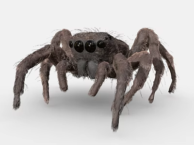 Hairy Reptile With Long Legs And Black Eyes In Fuzzy Body Appearance 3d model
