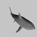 Realistic Great White Shark 3D Model With Open Mouth And Sharp Teeth 3d model