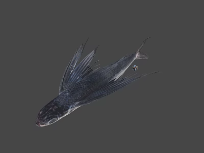 Dark Colored Fish With Wing Like Fins And Streamlined Body Structure 3d model