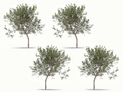 Four Olive Trees With Lush Green Foliage Isolated On White Background 3d model