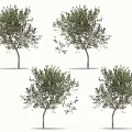 Four Olive Trees With Lush Green Foliage Isolated On White Background