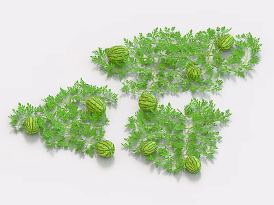 Lush Green Watermelon Vines With Ripe Fruits On White Background 3d model