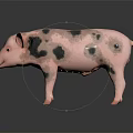 Adorable Pink Pig With Black Spots Standing On Shiny Surface With Gentle Expression