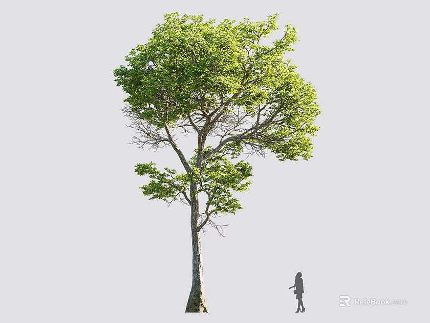Tall Arbor Tree with Lush Green Foliage Thick Trunk and Person Standing Nearby 3d model 