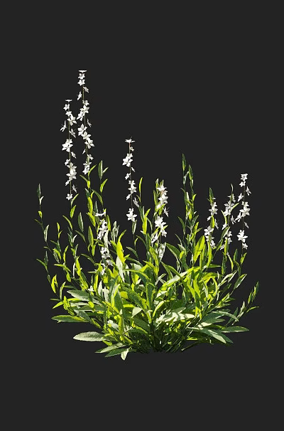 Lush Green Leafy Plants With Small White Flowers Growing Naturally Outdoors 3d model