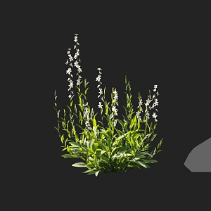 Hickory flower potted wild flower common flower garden flower bed flower ornamental plant 3d model