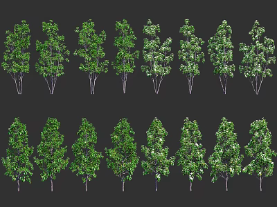 Arbor Trees Various Green Foliage Shapes for Landscape Design 3d model