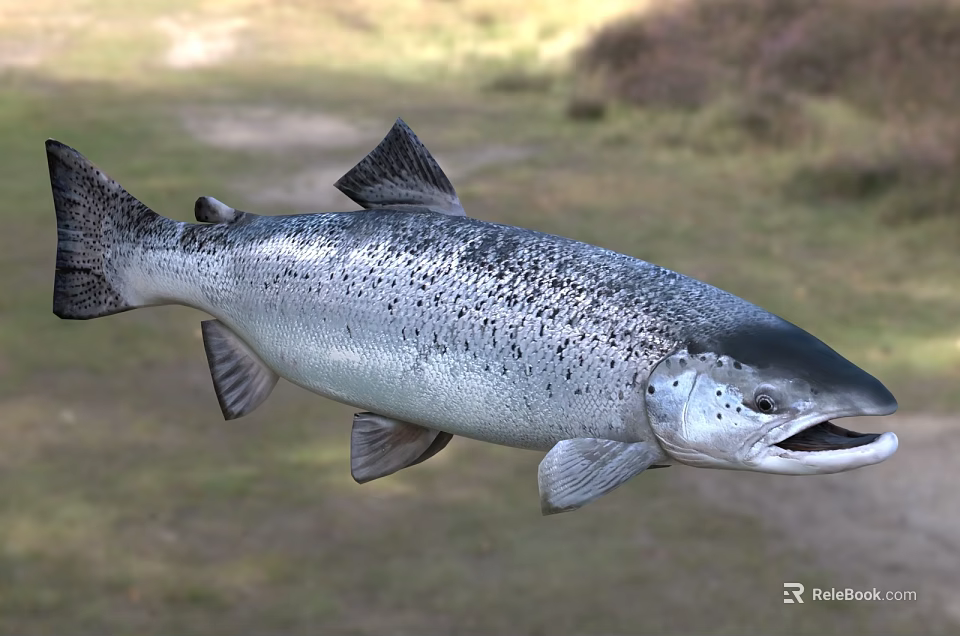 Silver Salmon Fish With Black Spots And Open Mouth In Natural Habitat 3d model 