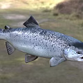 Silver Salmon Fish With Black Spots And Open Mouth In Natural Habitat