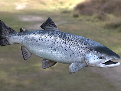 Silver Salmon Fish With Black Spots And Open Mouth In Natural Habitat 3d model