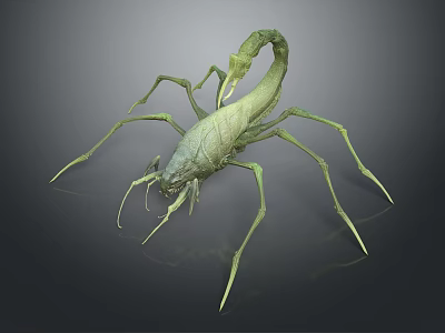 Detailed View Of Green Scorpion As Reptile With Long Legs And Curved Tail 3d model
