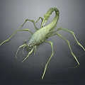 Detailed View Of Green Scorpion As Reptile With Long Legs And Curved Tail