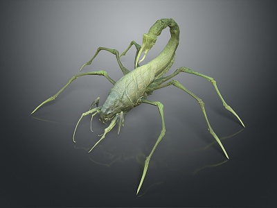 Five Striped Scorpion Karoleni Scorpion Italian Scorpion Mexican Scorpion Soves Scorpion East Asian Piners Scorpion 3d model