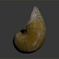 Marine Nautilus Spiral Shell With Yellow Brown Texture On Dark Reflective 3d model